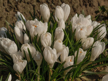 Close-up of white flowering plants on field