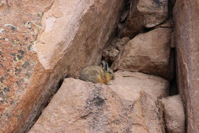 Close-up of lizard on rock