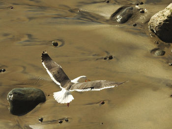 High angle view of seagulls flying over lake