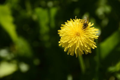 Close-up of bee pollinating on yellow flower