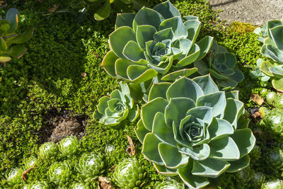 High angle view of succulent plant on field