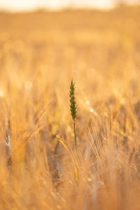 Close-up of stalks in field