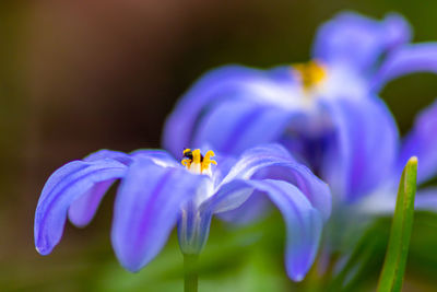 Close-up of insect on purple flower