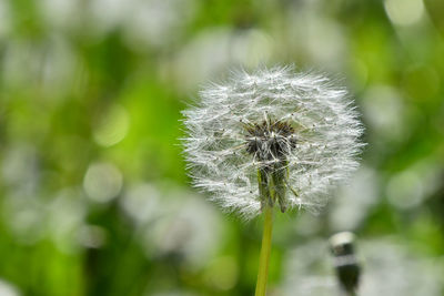 Close-up of dandelion seeds