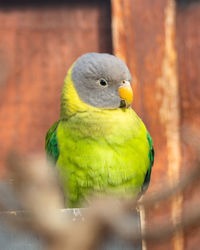 Close-up of parrot perching