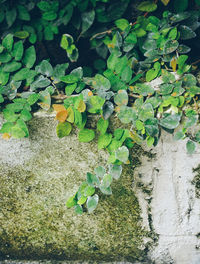 Close-up of ivy growing on tree trunk against wall