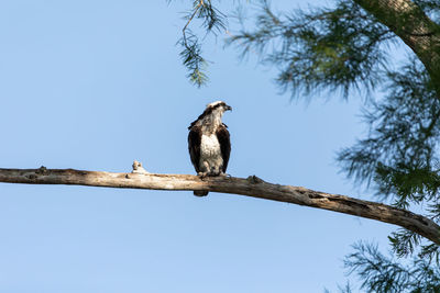Perching osprey pandion haliaetus bird of prey on a branch in fort myers, florida