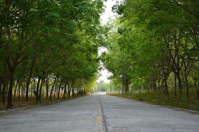 Road amidst trees in forest