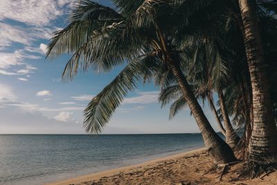 The relaxing vibes of beach with palm trees where sky horizon meets the sea.