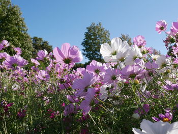 Low angle view of pink flowering plants against sky
