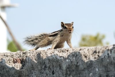 Squirrel on rock