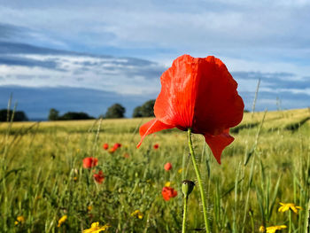 Close-up of red poppy flower on field against sky