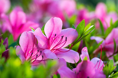 Close-up of insect on pink flower