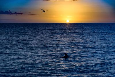Silhouette bird flying over sea. dolphin 