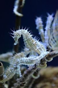 Close-up of sea horses in water