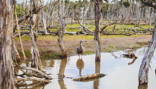 Birds perching on tree by lake