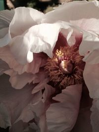 Close-up of flowers blooming outdoors