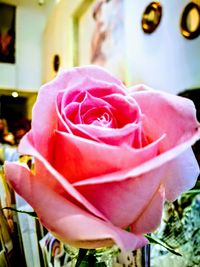 Close-up of pink rose