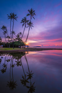 Scenic view of palm trees against sky during sunset