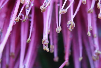 Close-up of raindrops on pink flower