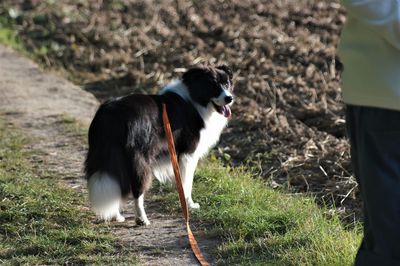 Dog standing on field