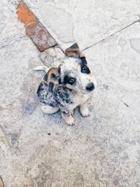 High angle view of dog looking away on footpath