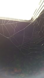 spider web