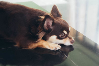 High angle view of chihuahua relaxing on tiled floor