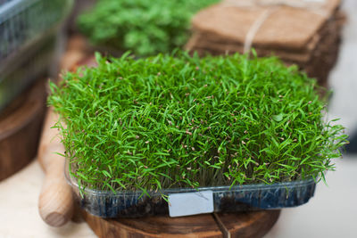 High angle view of potted plant in container