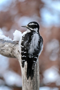 Close-up of bird perching on branch