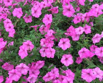 High angle view of pink flowers blooming outdoors