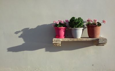 Close-up of potted plant on table