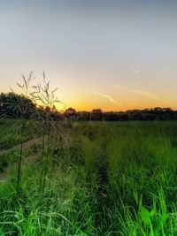 Scenic view of field against sky during sunset