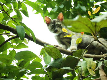 Cat sitting on a tree