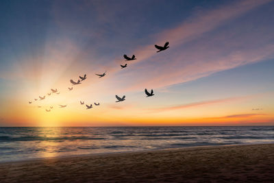 Silhouette birds flying over river against sky during sunset