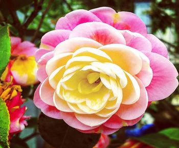 Close-up of pink rose