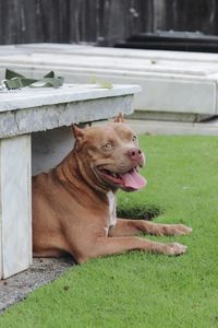 Close-up of dog on grass