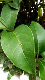 Close-up of fresh green plant