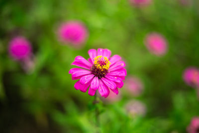 Close-up of pink flowering plant