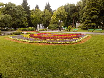 View of flowers in park