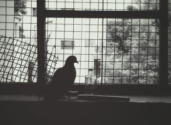 Bird perching on wall