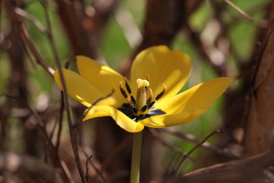 Close-up of yellow flowering plant