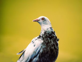 Close-up of bird