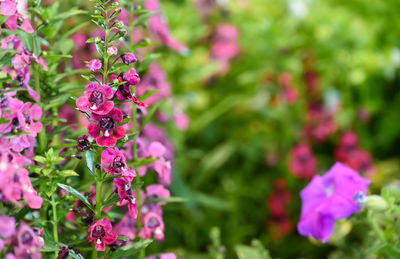 Close-up of pink flowering plants in park