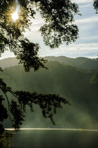 Sunlight streaming through tree by lake against sky