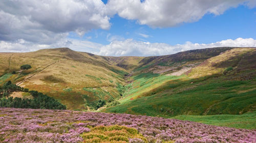 Kinder scout