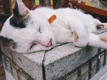 Close-up of cat sleeping