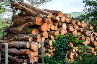 Stack of logs against trees