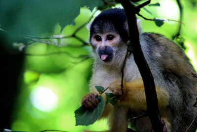 Portrait of monkey sitting on tree