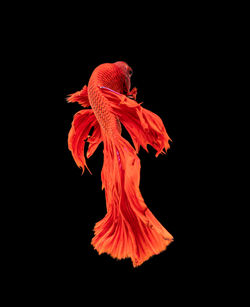 Close-up of red leaf against black background